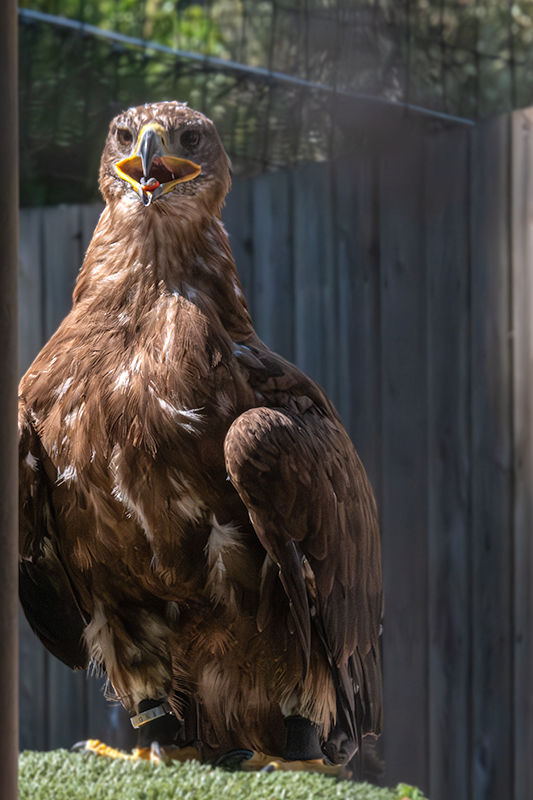 Àguila daurada (Aquila chrysaetos)