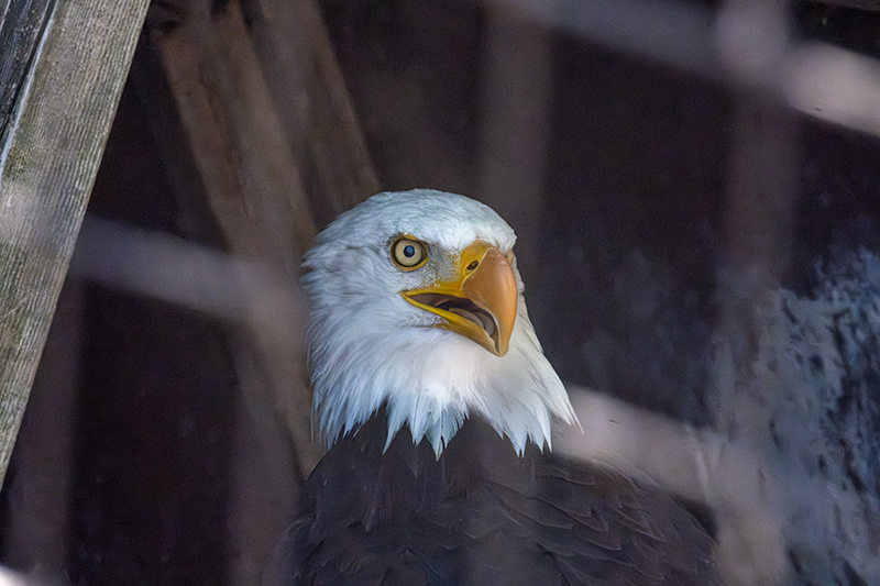 Àliga de Cap Blanc (Haliaeetus leucocephalus)