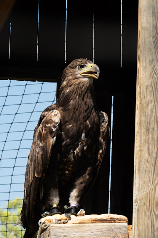 Àliga Marina ( Haliaeetus Albicilla )