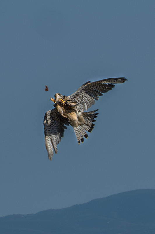 Xoriguer comú (Falco tinnunculus)