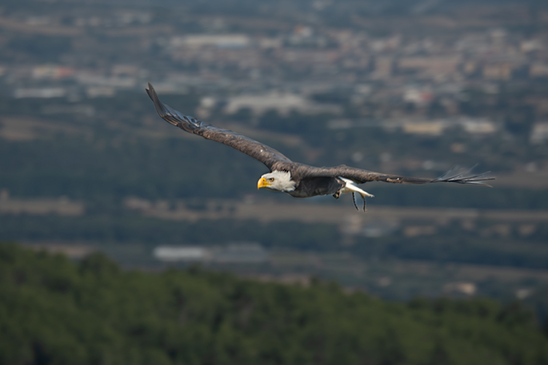 Àliga de Cap Blanc (Haliaeetus leucocephalus)