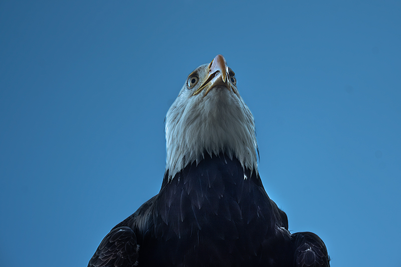 Àliga de Cap Blanc (Haliaeetus leucocephalus)