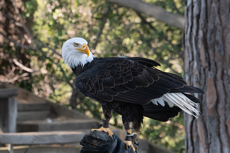 Àliga de Cap Blanc (Haliaeetus leucocephalus)