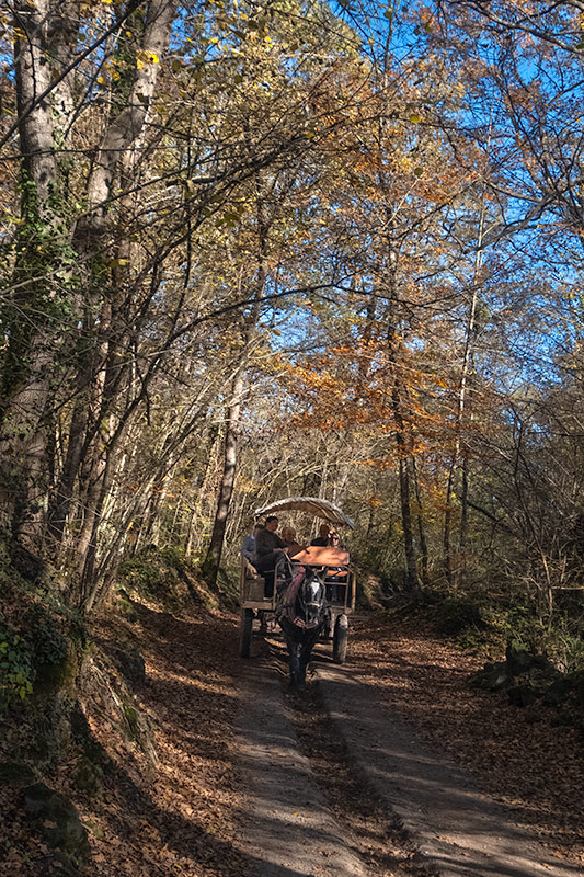 A la fageda d'en Jordà