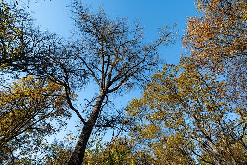 A la fageda d'en Jordà