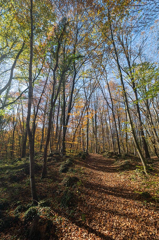 A la fageda d'en Jordà