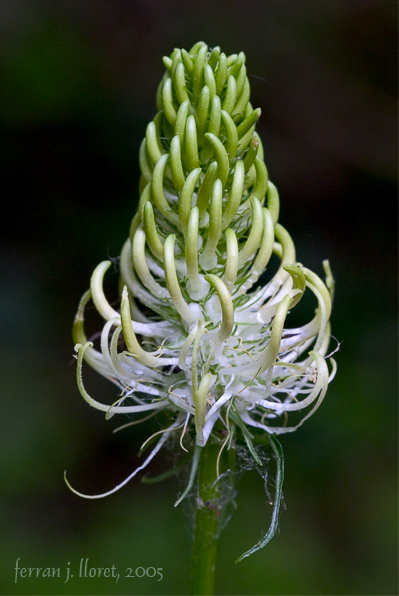 Phyteuma spicatum subsp. pyrenaicum (Rich. Schulz) O. Bolòs & Vigo
