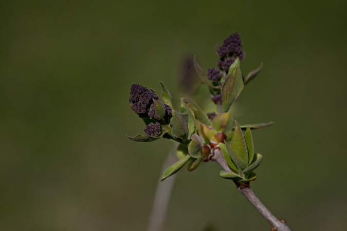 Lilá (Syringa vulgaris)