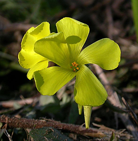 Flor d'avellana (Oxalis pes-caprae)