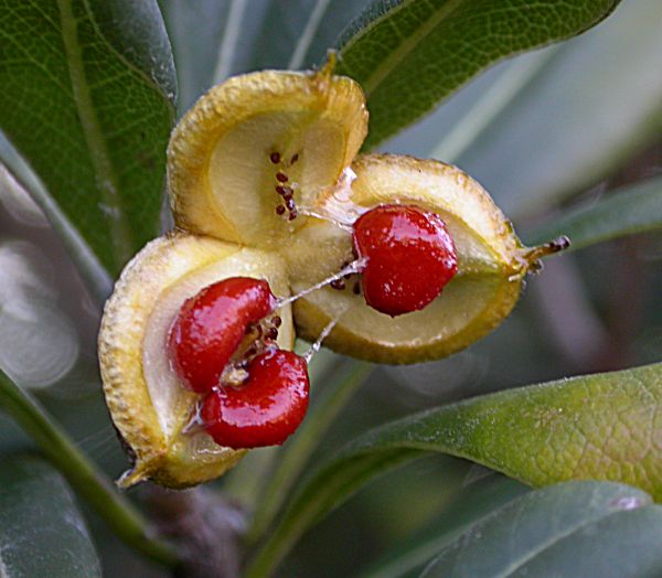 Fruit del Miòpor (Myoporum tenuifolium)