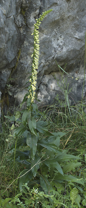 Didalera groga (Digitalis lutea)