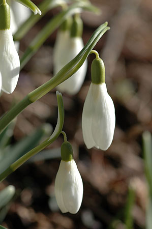 Allassa blanca. Campanilla de invierno (Galanthus nivalis)