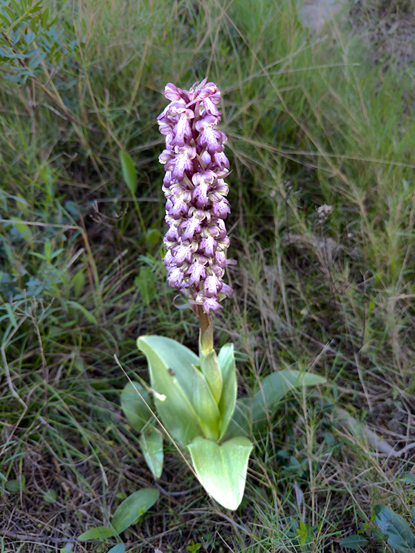 Les mosques grosses (Himantoglossum robertianum)