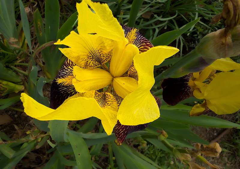 Lliri groc  (Iris pseudacorus)