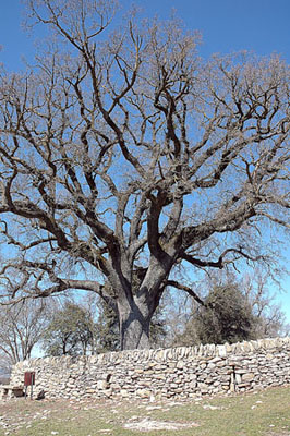 Roure del Giol (Quercus humilis)