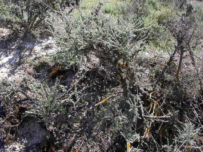 Siscall, sisallo (Salsola vermiculata)