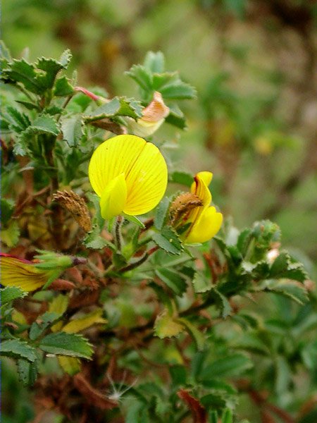 Gavo, pegamoscas (Ononis natrix)