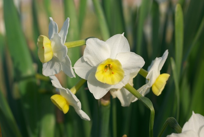Narcissus tazetta, flor