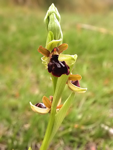 Mosques negres (Ophrys fusca)