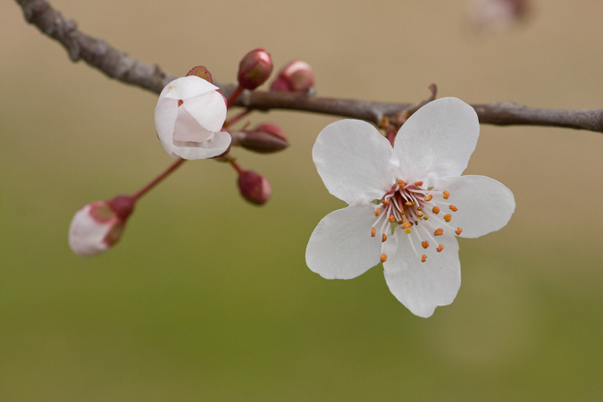 Prunus cerasifera cv. atropurpurea