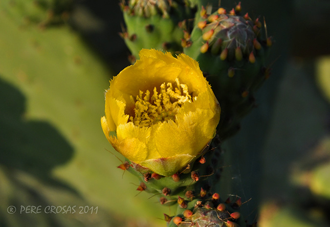 Cactus. (Opuntia humifusa)