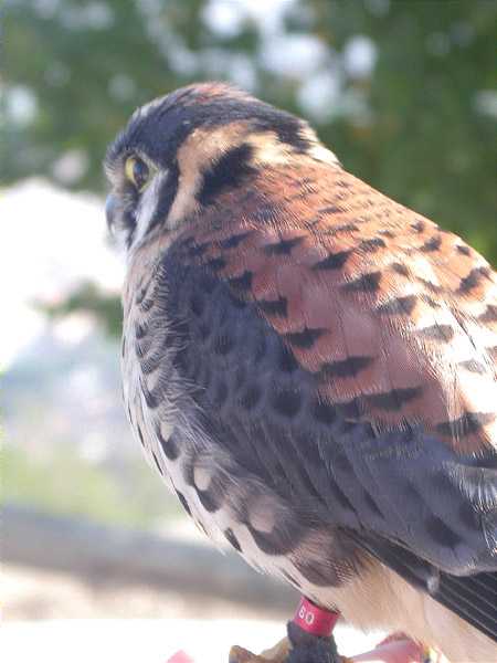 Plomatge de mascle xoriguer americà (Falco sparverius)