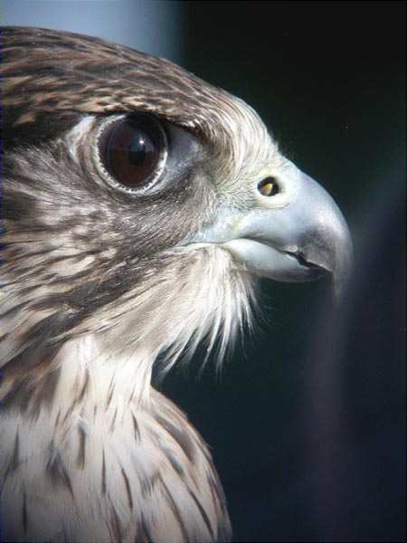 Falco ruscicolous x Falco cherrug