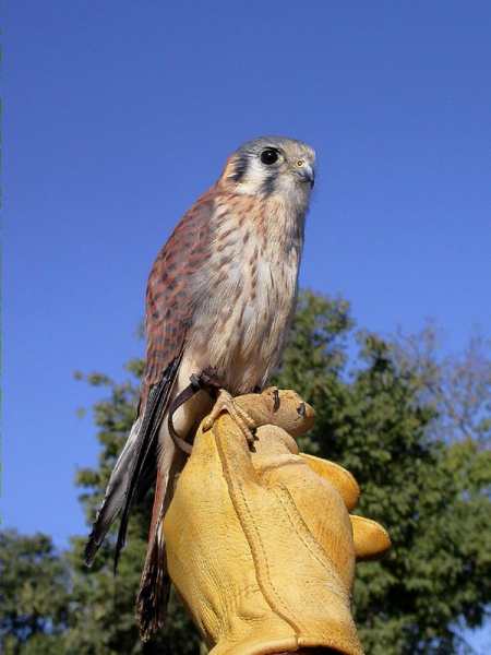 Xoriguer americà (Falco sparverius)
