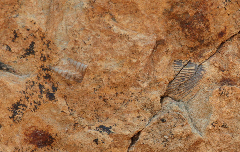 Pedúncule de Crinoideas, rastres fòssils de  510 milions d'anys.