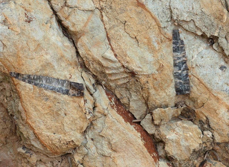 Belemnites,  rastres fòssils de  510 milions d'anys.