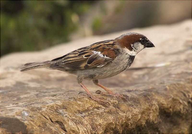 Mascle de Pardal comú (Paser domesticus)