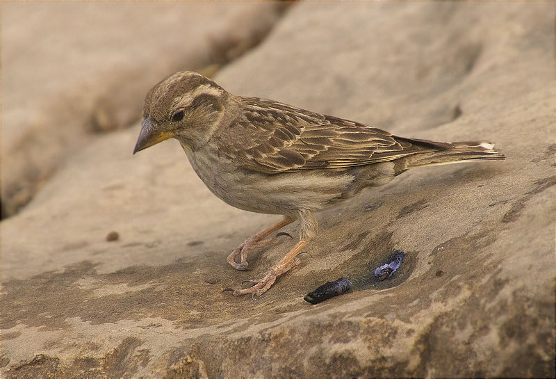 Pardal roquer (Petronia petronia)