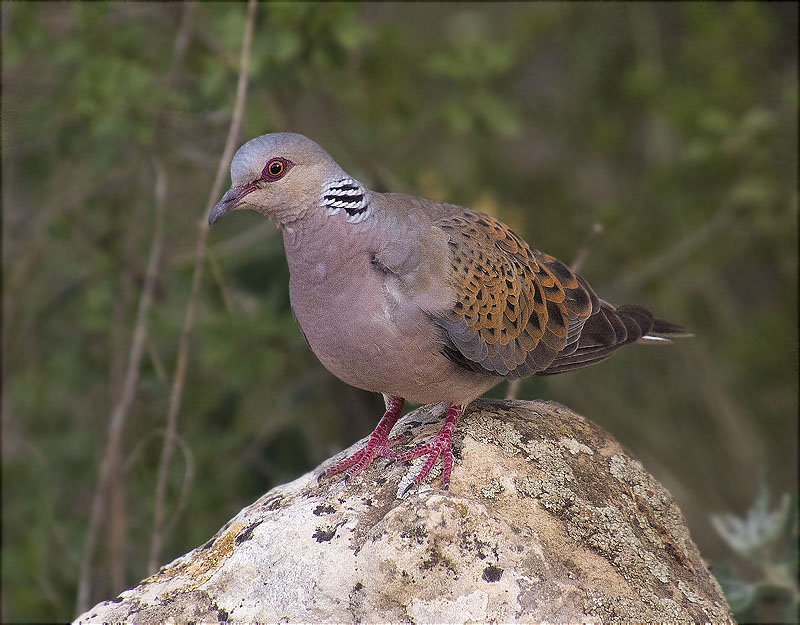 Tórtora europea (Streptopelia turtur)