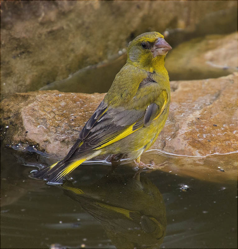 Femella de Verdum (Carduelis chloris)