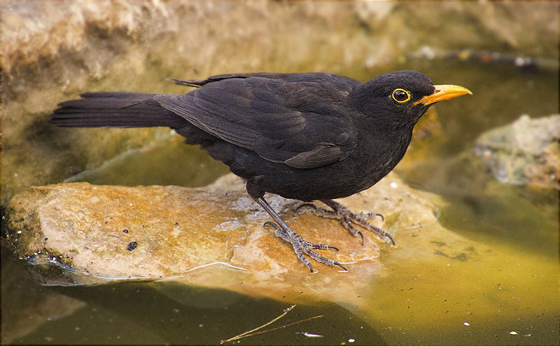 Mascle de Merla (Turdus merula)