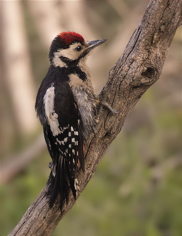 Jove de Picot garser gros (Dendrocopos major)