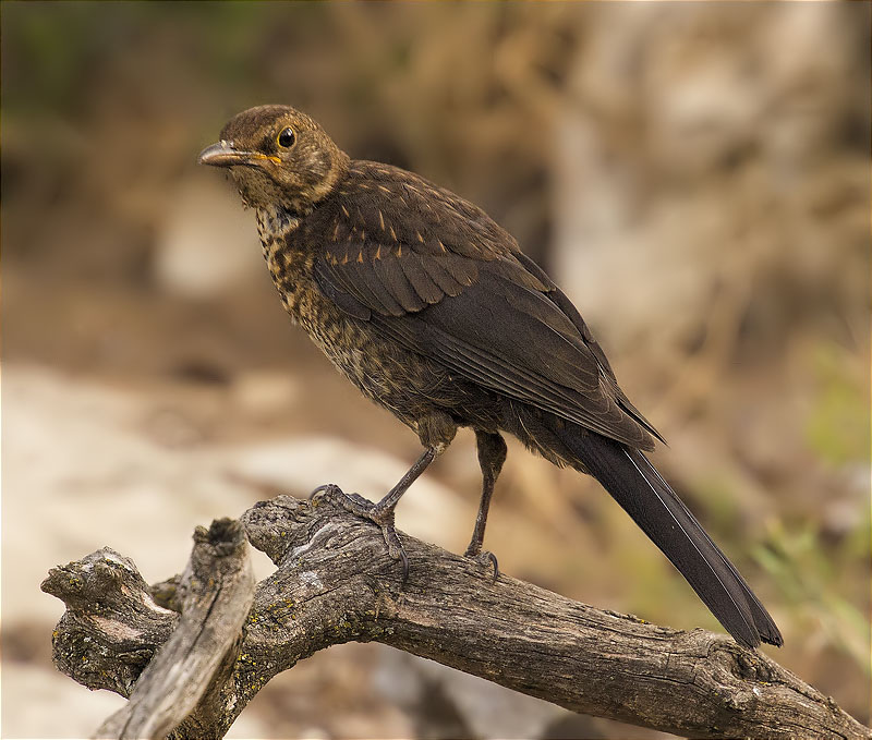 Jove de Merla (Turdus merula)