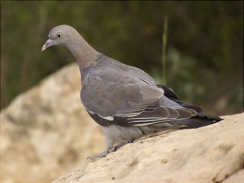 Jove de Tudó (Columba palumbus)