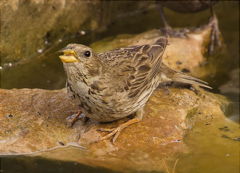 Cruixidell (Emberiza calandra)