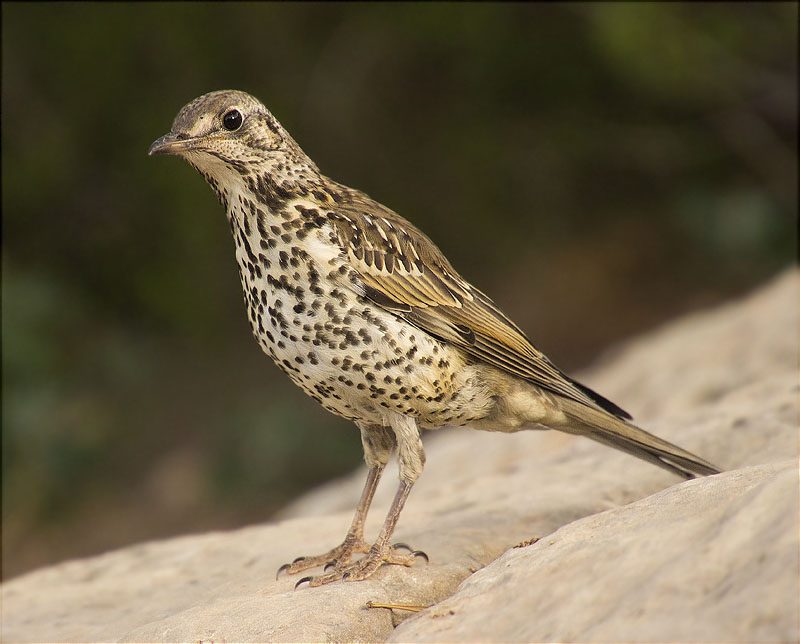 Griva (Turdus viscivorus)