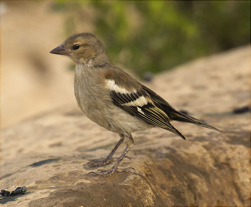 Jove de Pinsà comú (Fringilla coelebs)