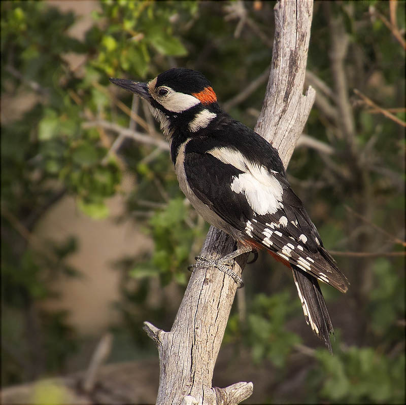 Mascle de Picot garser gros (Dendrocopos major)