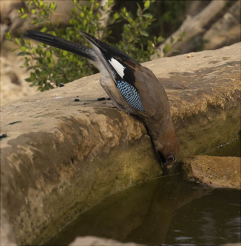 Gaig (Garrulus grandarius)