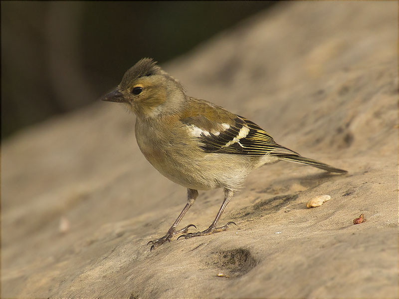 Jove de Pinsà comú (Fringilla coelebs)