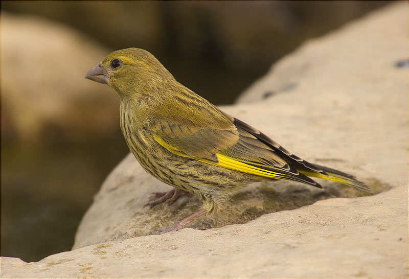 Femella de Verdum (Carduelis chloris)