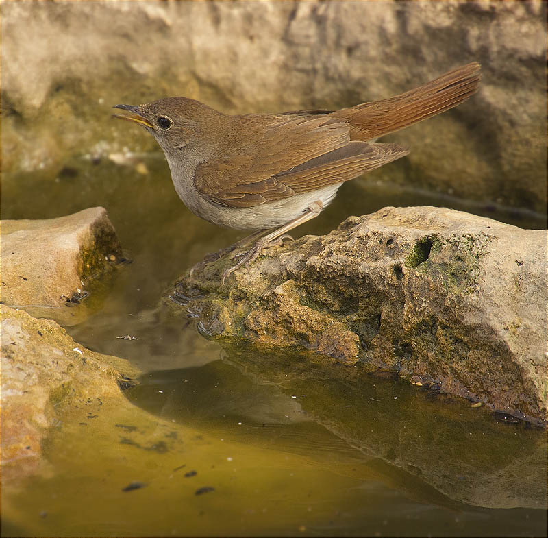 Rossinyol (Luscinia megarhynchos)