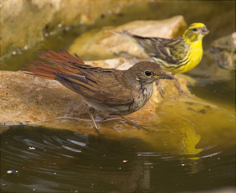 Rossinyol (Luscinia megarhynchos)