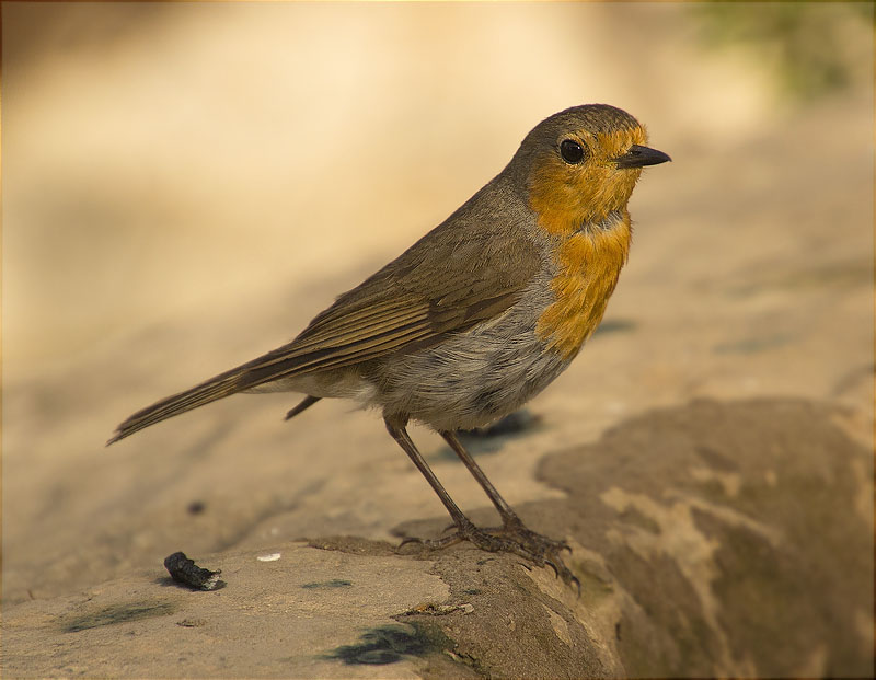 Pit roig (Erithacus rubecola)