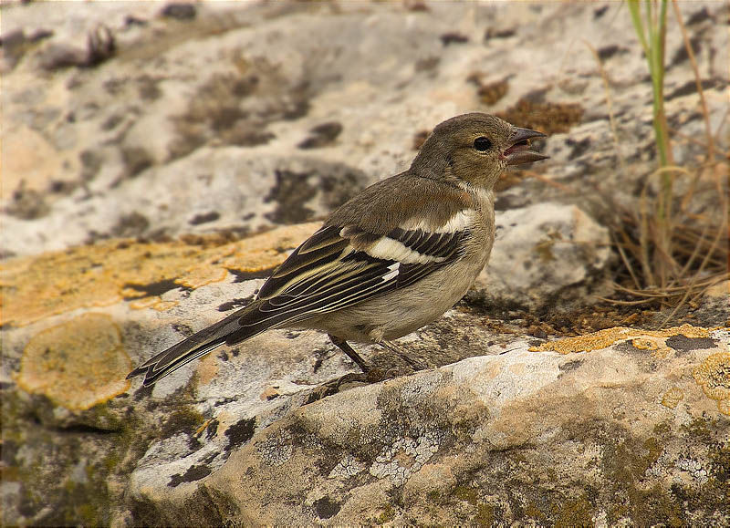 Femella de Pinsà comú (Fringilla coelebs)