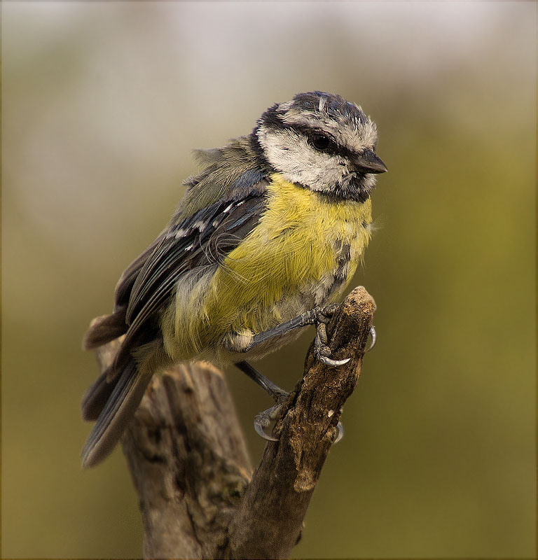 Jove de Mallerenga blava (Cyanistes caeruleus)